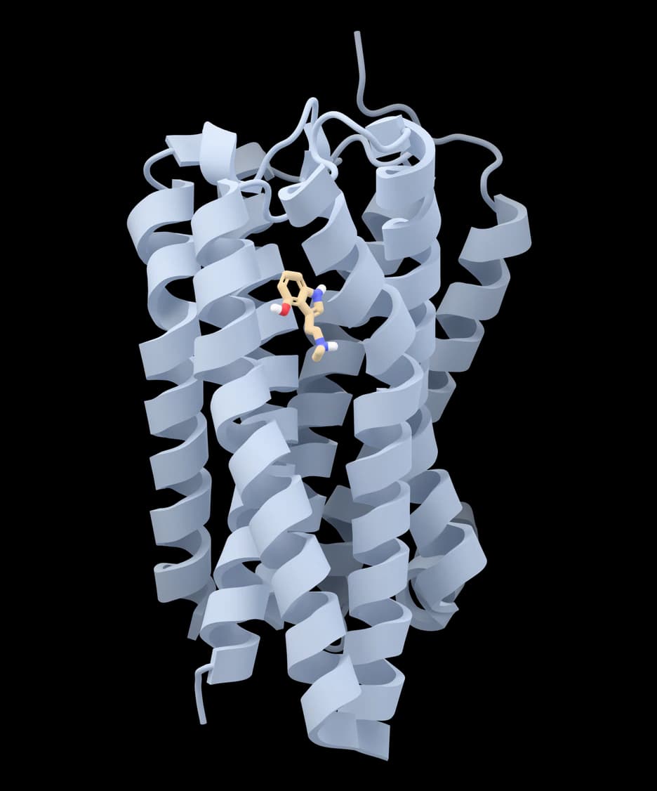 Psilocin docked into the serotonin 5-HT2A receptor (PDB 7WC5)